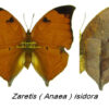Zaretis ( Anaea ) isidora - Image 2