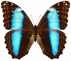 Morpho deidamia ( 5-pcs )