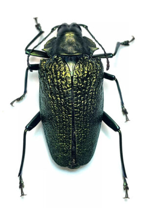 Charmallaspis pulcherrima