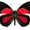 Callicore peristera