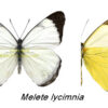 Melete lycimnia - Image 2