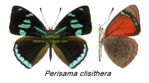 Perisama clisithera - Image 2