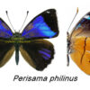 Perisama philinus - Image 2