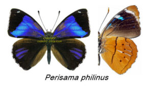 Perisama philinus - Image 2