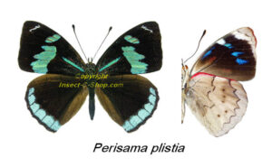 Perisama plistia - Image 2