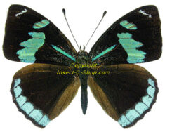 Perisama plistia