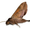 Callionima inuus - Image 3