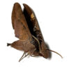 Callionima inuus - Image 2