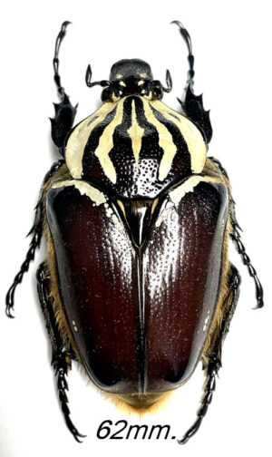 Goliathus goliatus  ab. apicalis