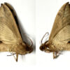 Eumorpha capronnieri - Image 2