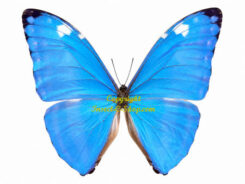 Morpho marcus ( =adonis )