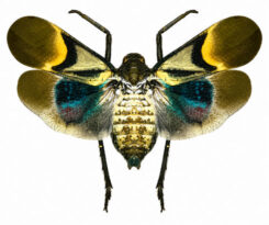 Scamandra tamborana ( étalé )