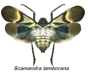 Scamandra tamborana ( étalé )