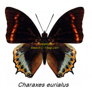 Charaxes eurialus