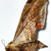 Adhemarius ypsilon - Image 3
