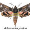 Adhemarius ypsilon