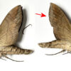 Eumorpha obliquus – Image 2