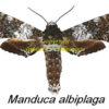 Manduca albiplaga