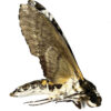 Manduca albiplaga - Image 2