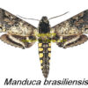 Manduca brasiliensis