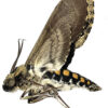 Manduca brasiliensis - Image 2