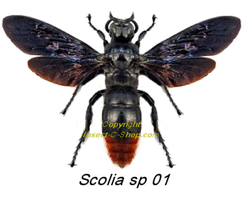 Scolia sp 01 ( étalé ) - Insect collector's shop