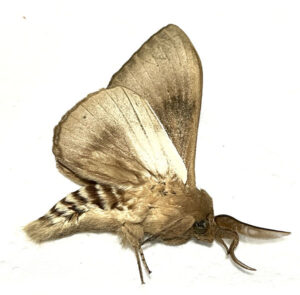 Saturniidae sp. #5