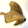 Titaea lemoulti - Image 3