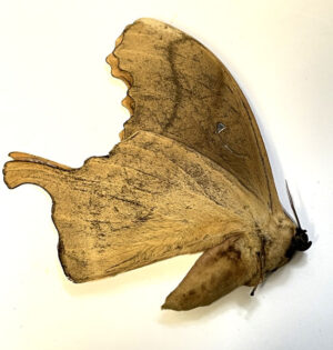 Titaea lemoulti - Image 3