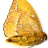 Eacles penelope - Image 2