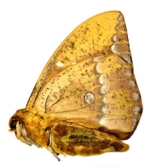 Eacles penelope