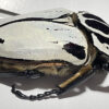 Goliathus goliatus  sp. intermedius - Image 3