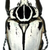 Goliathus goliatus  sp. intermedius