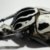 Goliathus goliatus  sp. intermedius - Image 2