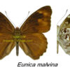 Eunica malvina - Image 2