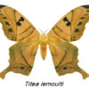 Titaea lemoulti