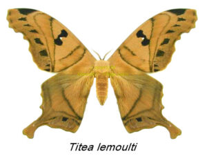 Titaea lemoulti