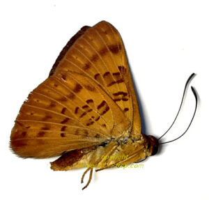 Nymphalidae sp #2