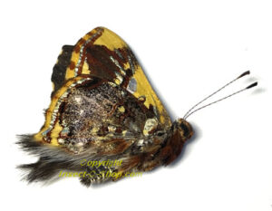 Nymphalidae sp #3