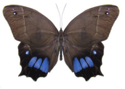 Unidentified-butterflies