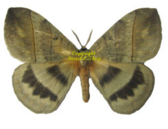 Unidentified-moths