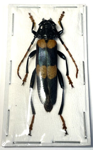 Huedepohliana suspecta