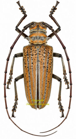 Rosenbergia weiskei