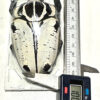 Goliathus goliatus  sp. intermedius - Image 2
