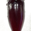 Sternocera chrysis chrysidioides – Image 2