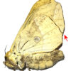 Eacles imperialis sp. – Image 2