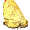 Eacles imperialis sp.
