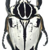 Goliathus goliatus  sp. striatus