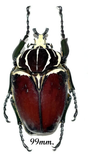 Goliathus goliatus  sp.  apicalis