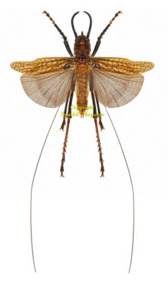 Dicranostomus nitidus ( spread ) - rare